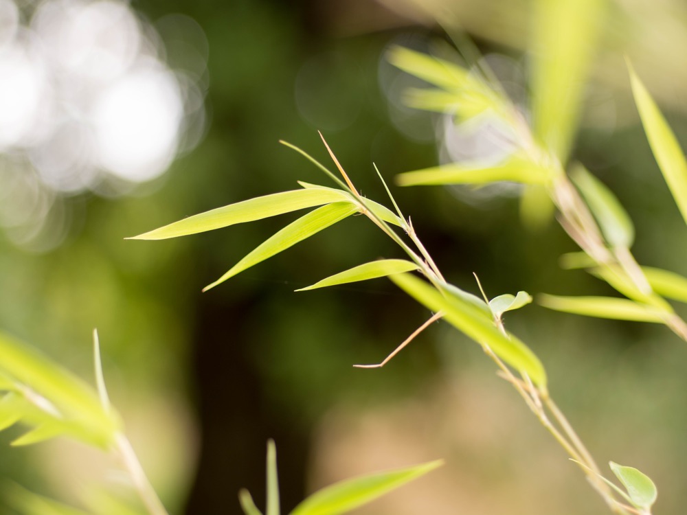 meditation for concentration