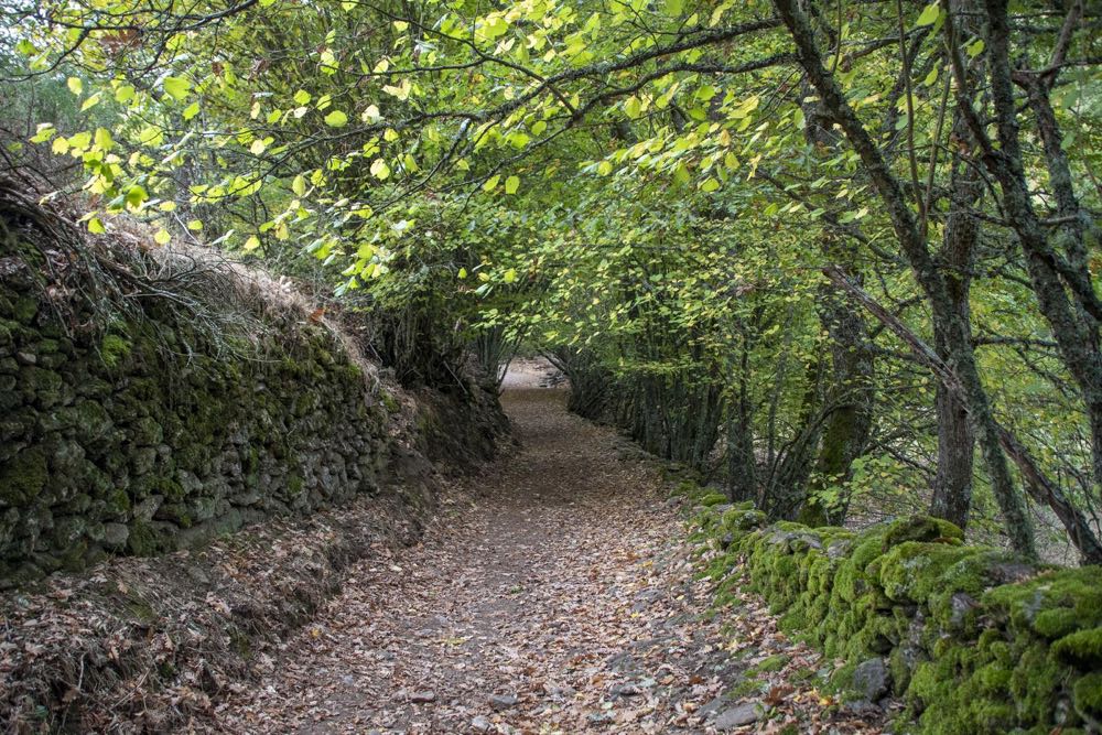 forrest galicia forrest galicia