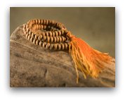 prayer beads